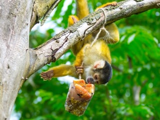 Totenkopfäffchen im Pantanal im Zoo Zürich