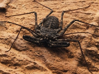 Giant tailless whip spider at Zoo Zurich