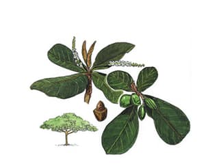 Illustration Indischer Mandelbaum