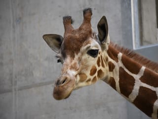 Netzgiraffe in der Quarantäne im Zoo Zürich.