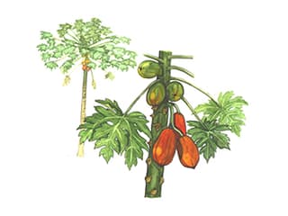 Papayabaum