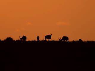 Sonnenuntergang im Lewa Wildlife Conservancy