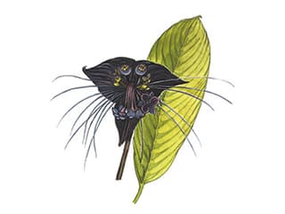 Illustration Fledermausblume