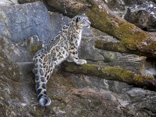 Schneeleopard im Zoo Zürich, März 2025.