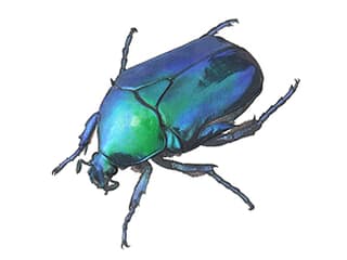 Illustration Saphir-Rosenkäfer