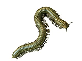 Illustration Afrikanischer Oliventausendfüsser