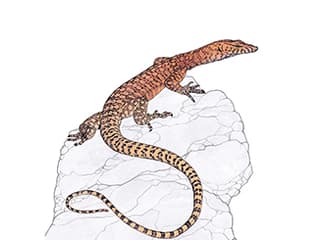 Illustration Pilbara-Felsenwaran