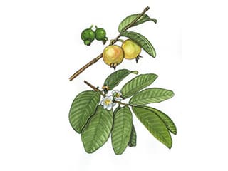 Illustration Guave