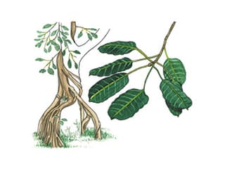 Illustration Hohe Feige