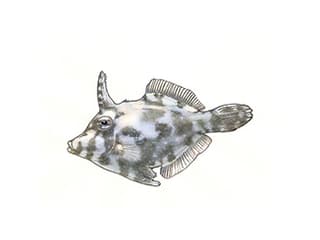 Illustration Tangfeilenfisch