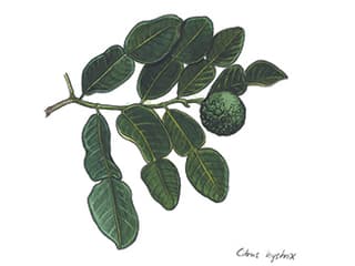 Illustration Kafir-Limette