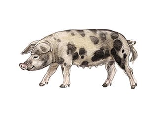 Illustration cochon de Turopolje