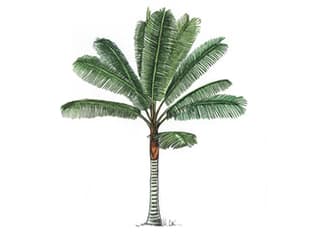 Illustration Teddybär-Palme