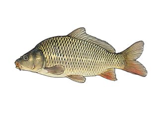 Illustration Karpfen