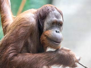 Sumatra-Orang-Utan Hadiah im Zoo Zürich.
