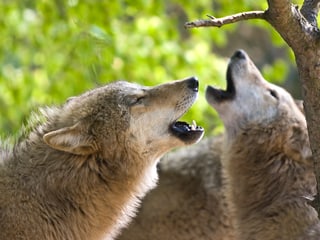 Mongolische Wölfe im Zoo Zürich