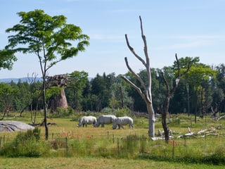 Südliche Breitmaulnashörner in der Lewa Savanne des Zoo Zürich.