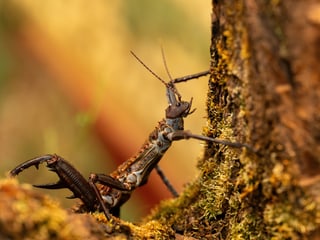 Dornschrecke im Insektenwald.