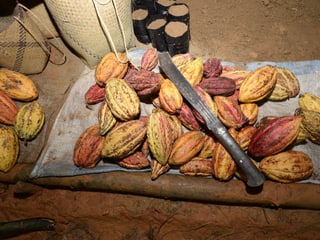 Kakaoanbau in Madagaskar.