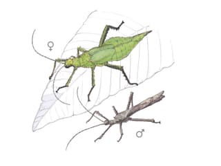 Illustration Malaiische Riesengespenstschrecke 