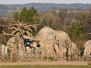 Kopjefelsen in der Lewa Savanne im Zoo Zürich.