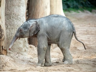 Umesh Elefant Kaeng Krachan Zoo Zürich