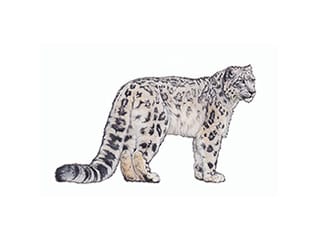 Illustration Schneeleopard