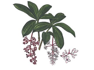 Illustration Medinille