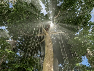 Visualisation de la forêt tropicale de Sumatra dans le plan de développement 2050 du zoo de Zurich.