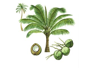 Illustration Kokospalme