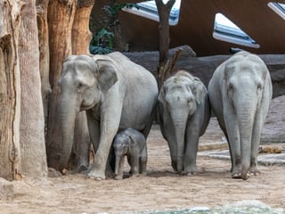 Elefanten_Zoo_Zuerich