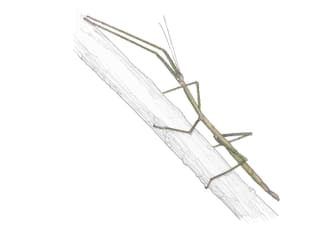 Illustration Malaiische Riesenstabschrecke