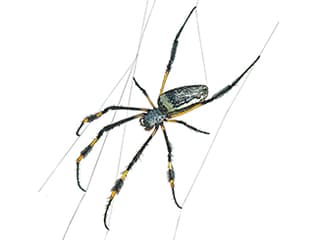 Illustration Afrikanische Seidenspinne