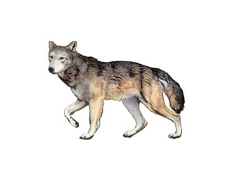Schattenwolf/Schreckenswolf 