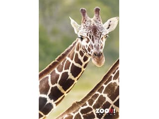 Zoo-Poster Giraffe