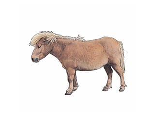 Illustration Shetland-Pony