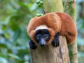 Roter Vari im Zoo Zürich