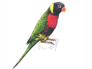 Illustration Scharlachbrustlori
