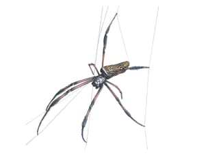 Illustration Madagaskar-Seidenspinne