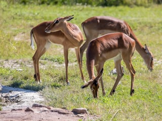 Impalas in der Lewa Savanne im Zoo Zürich.