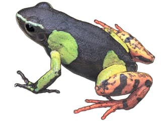 Illustration de la mantelle peinte de Madagascar