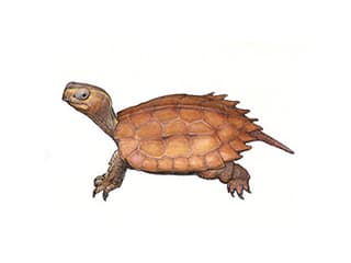 Illustration Spenglers Zacken-Erdschildkröte