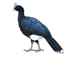 Ilustration Helmeted curassow