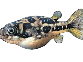 Dwarf pufferfish 