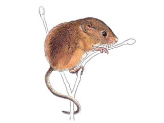 Illustration Eurasian harvest mouse
