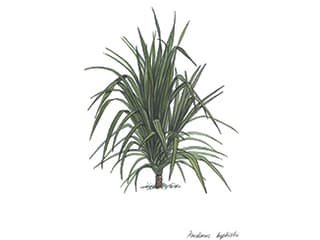 Illustration Schraubenbaum