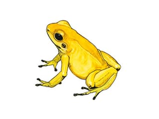 Illustration Goldener Pfeilgiftfrosch
