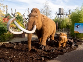 Mammuts in der Eiszeitausstellung «Kaltgestellt» im Zoo Zürich.