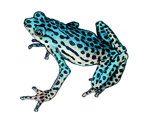 Illustration Rio-Pescado-Stummelfusskröte