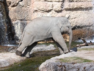 Asiatischer Elefant Umesh im Kaeng Krachan Elefantenpark des Zoo Zürich.
